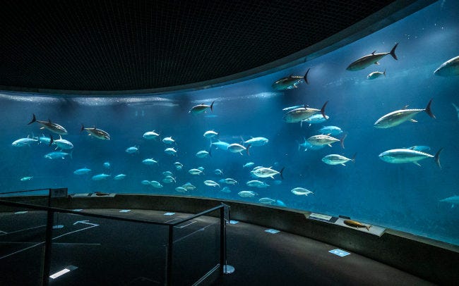 【水族館】「東京都葛西臨海水族園」で圧巻！大水槽で群泳するクロマグロや、国内最大級のペンギン展示場も