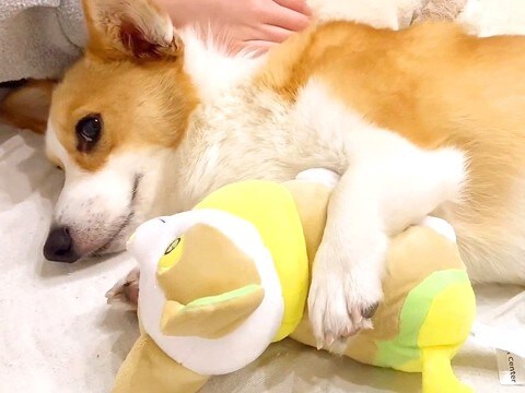 犬が『自分そっくりのぬいぐるみ』を気に入った結果…可愛すぎる『守り抜く姿』に悶絶の声「可愛すぎｗ」「弟か妹だと思っているのかな？」