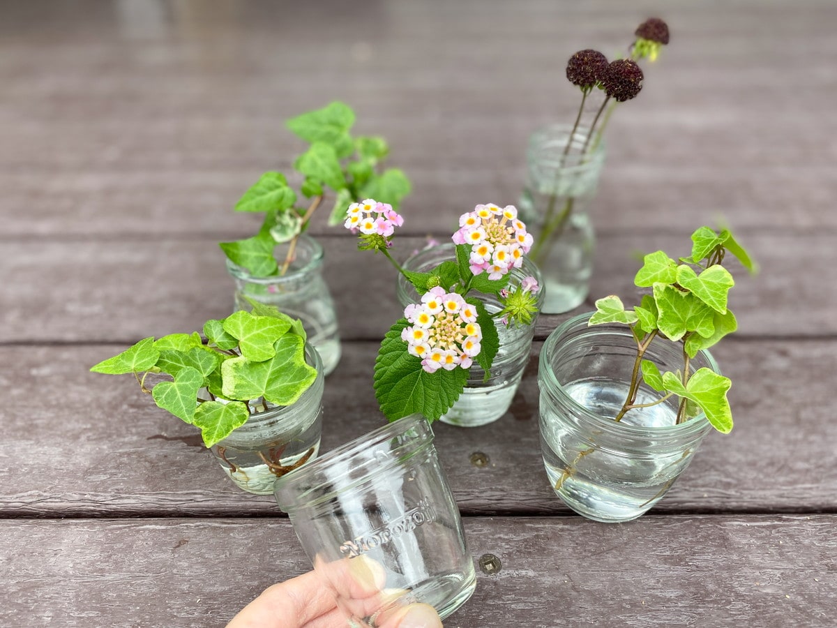 空き瓶や、使わなくなった器も大活躍！ズボラなお世話でも元気に育つ植物で盛夏を乗り切る緑の癒しを。