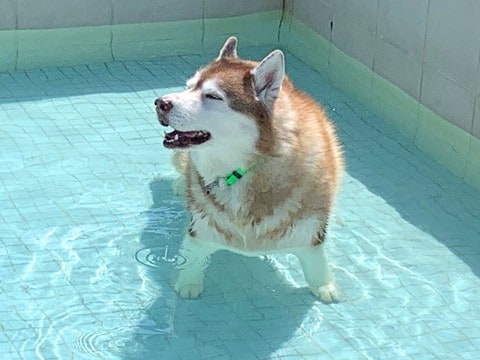 ハスキー犬がプールに入った結果…まさかの『別の犬種』になる光景が172万表示「シベリアンコーギーは草」「光の屈折で脚がｗ」と爆笑