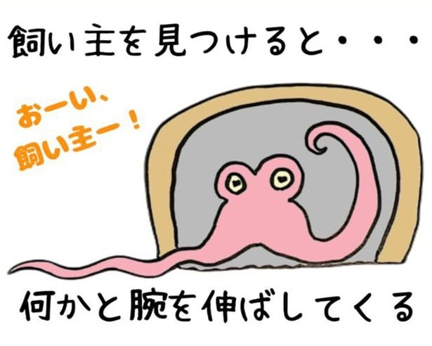 タコの知能は3歳児並み!?ハイタッチ、ダンスの披露も…飼い主だけが知る“海の賢者”の魅力をイラストで大解説【作者に聞く】