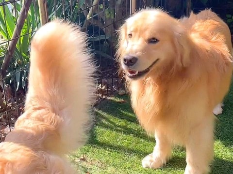 2匹の大型犬が『水を飲もうとした』結果…まさかの『順番待ち』が可愛すぎると25万再生「人間も見習いたい」「優しいお兄ちゃん」と絶賛