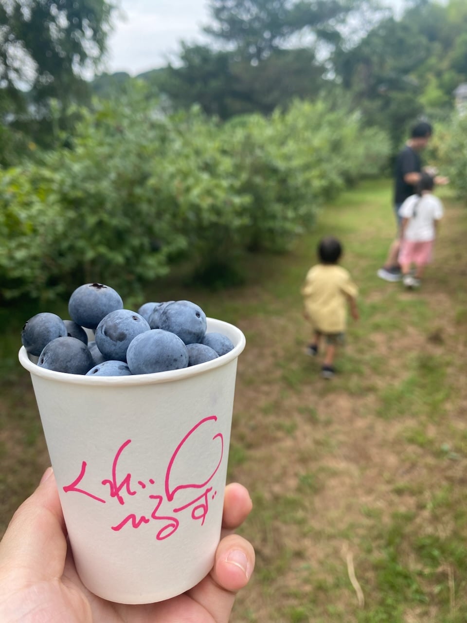 ブルーベリー狩りは絶対ここ!私のお気に入り農園をご紹介しちゃいます!