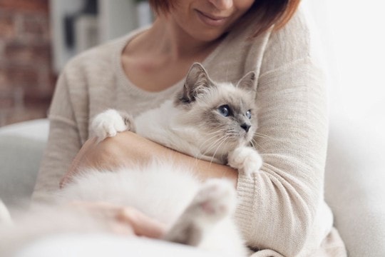 「猫は品種によって寿命が違う」研究者が調査結果を発表　長寿・短命な猫種が判明　英国