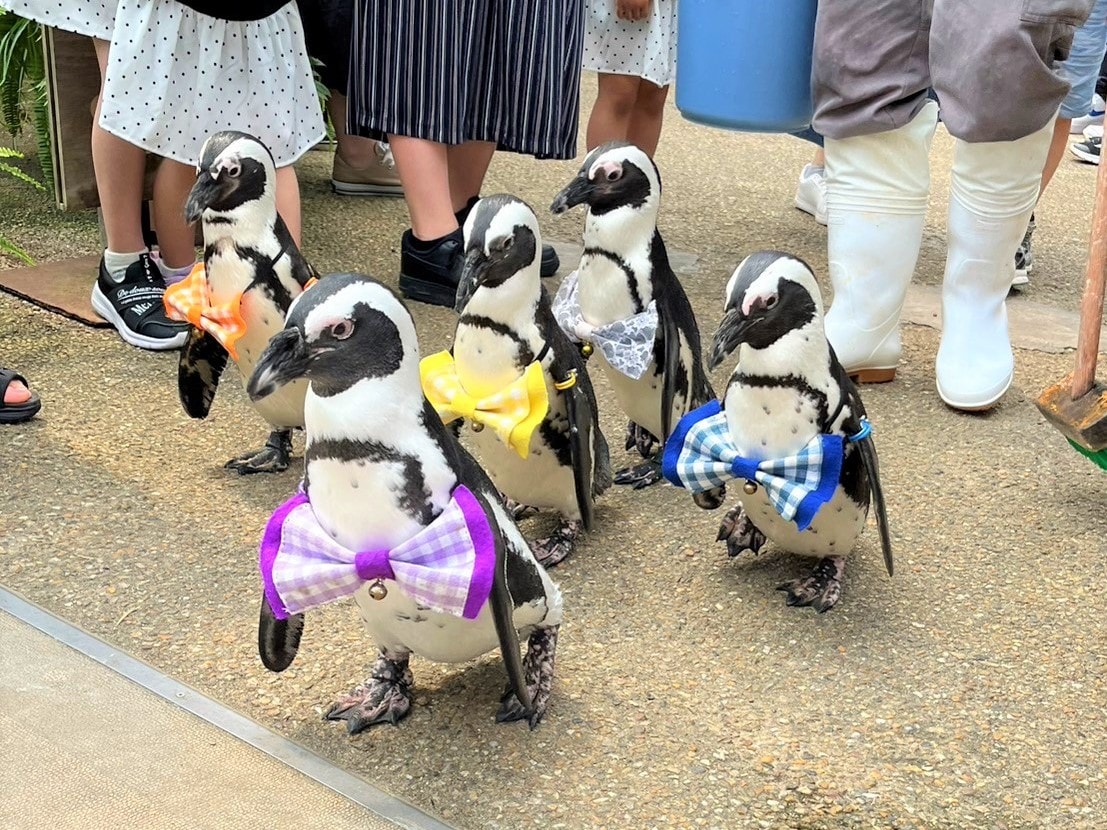 【松江フォーゲルパーク】子どもと一緒のお出かけに！「鳥と花」の屋内型テーマパーク｜松江市