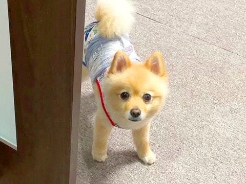 朝の4時…寝ている犬と飼い主に降りかかった『まさかの大事件』が28万再生「ふたりともビビりすぎて草」「心配してるの可愛すぎるｗ」と爆笑