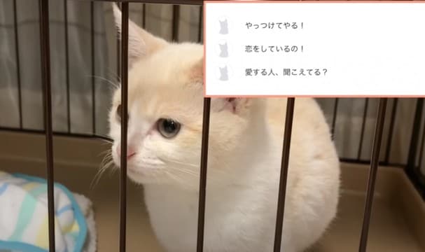 猫のあらゆる場面を翻訳してみた結果…『情緒不安定すぎる内容』に"爆笑の嵐"27万4000再生「突然のベイビーｗｗ」「激おこ中にｗ」