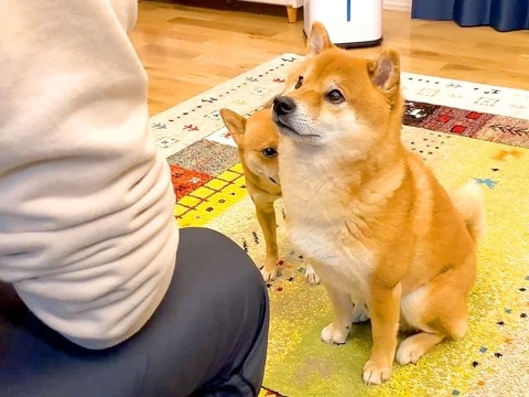 犬の前で『妹ちゃんを褒めた』結果…まさかすぎる『可愛い行動』が75万再生「主張強すぎて草」「褒められにきてるの最高ｗ」と爆笑の声