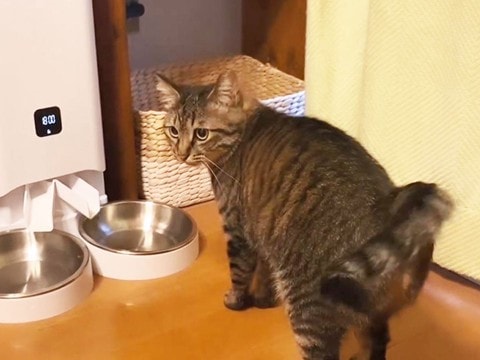 猫が"晩ごはんの時間"に『夕焼け小焼け』を聞き続けた結果…可愛すぎる"ソワソワ"に爆笑！「パブロフの犬ｗ」「何回でも見れちゃう」