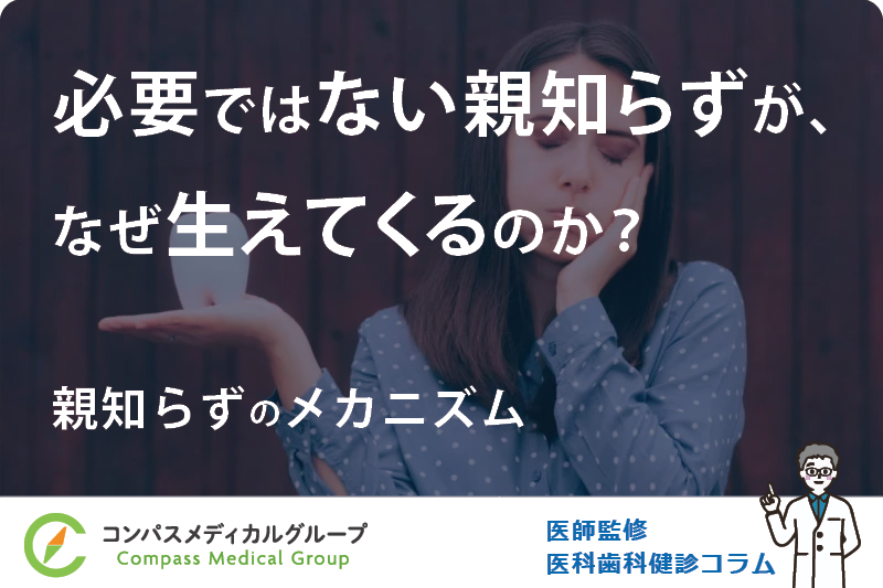 親知らずのメカニズム | 必要ではない親知らずが、なぜ生えてくるのか？