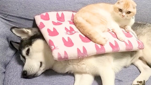 寝ている犬と猫の前で『特大おなら』をしてしまった結果…まさかの『コントのような反応』が面白すぎると69万再生「吹っ飛んでくの草」と爆笑