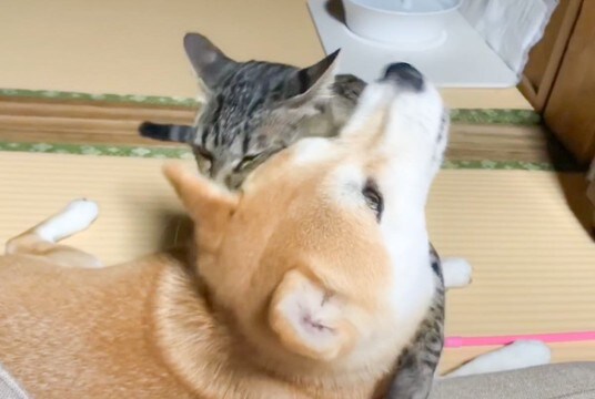 『かまってよぉおお』猫が柴犬にかまちょしすぎた結果…微笑ましい結末が80万再生の大反響「心の底から可愛い」「癒やされた」の声