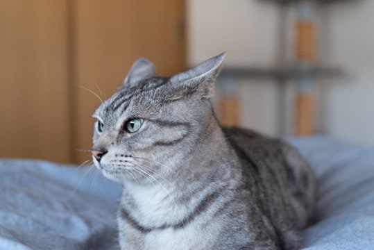 猫が『なでてほしくない』タイミング5選　さわられたくないときの猫のサインも