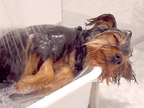 犬が『お風呂大好き』に育った結果…極楽気分な『入浴シーン』が可愛すぎると32万再生「溶けてて草」「このまま寝ちゃいそうｗ」と絶賛