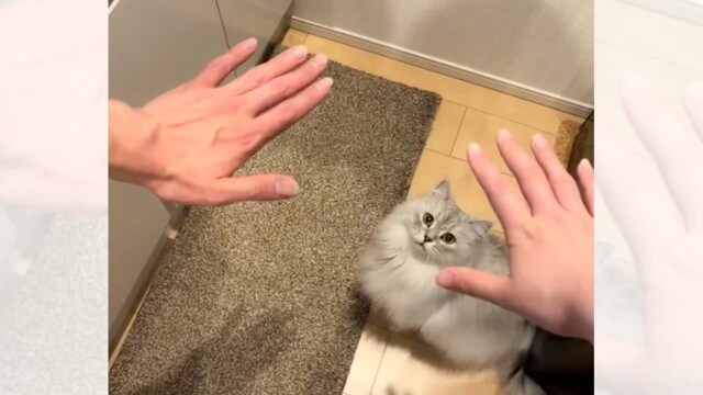 猫は『パパとママ』どっちを選択する？…手をかざしてみたときの反応が100万表示の大反響「ちゃんと考えてるｗ」「目線がｗ」の声