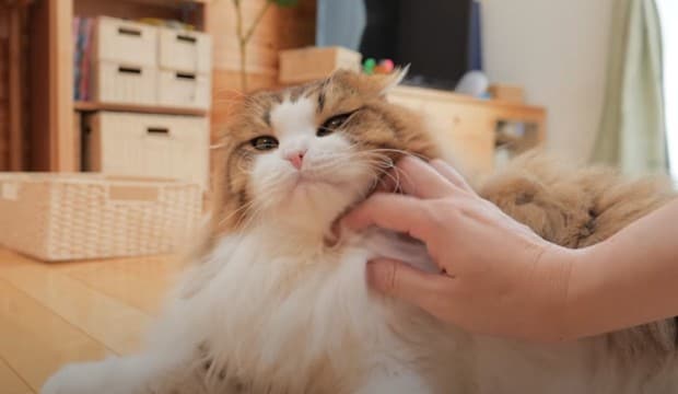 ママになでなでされていた猫…娘が帰宅した途端『まさかの速度』で走っていく光景が24万9000再生「予想以上で吹いたｗ」「凄いｗ」