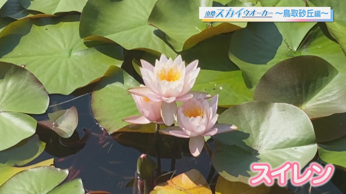 鳥取砂丘近くの穴場スポット、小さな池でスイレンが見ごろ！水面の花畑を間近で眺めるカヤックツアーも｜鳥取県鳥取市