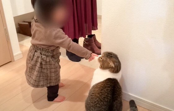 猫が初めての赤ちゃんに『親子猫が見せた』完璧な対応…一瞬でメロメロにしてしまう光景が106万再生「本当に優しい」「可愛いが渋滞」