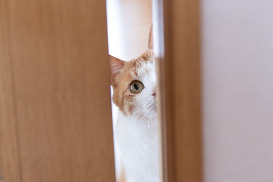 愛猫があなたの『ストーカー』と化す理由3選　されやすい人は？放っておいて大丈夫？