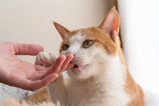 猫を『正しく怖がるべき3つの理由』猫という生き物を知って、適切な関係を築いて