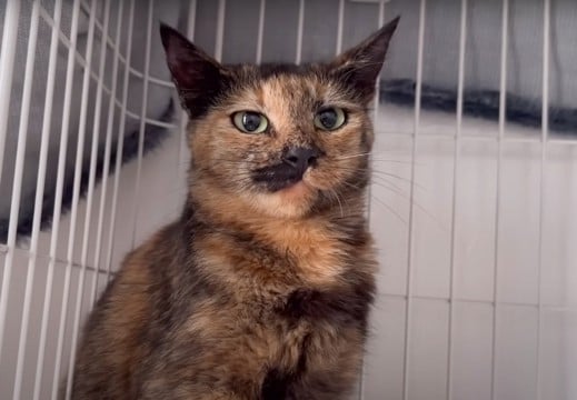 子供を失ったと思っていた母猫に『子猫を見せた』結果…表情の変化が切なすぎると74万再生「どんどん目つきが」「凛々しい姿に涙」の声