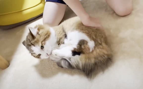 娘とパパが『猫にいたずら』をしかけた結果…全然違う反応が面白すぎると115万再生「職人みたいにｗ」「想像以上で笑った」爆笑の声