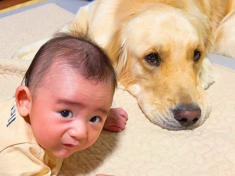 大型犬が『大好きな赤ちゃん』に遊んでほしくてとった行動…可愛いが大渋滞している光景が29万再生「本当に心優しい犬」「みんな天使」と絶賛