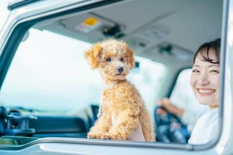 車の窓からワンちゃんの顔「一瞬で肝が冷えた」　事故の危険性も、法的に問題ない？