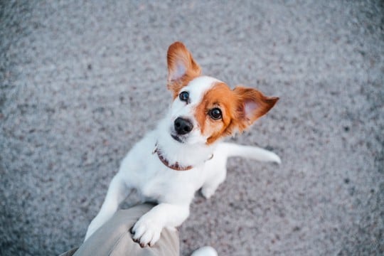 犬が『腰を振ってしまう』原因とは？4つの原因とマウンティングをやめさせる対処法や注意点をご紹介