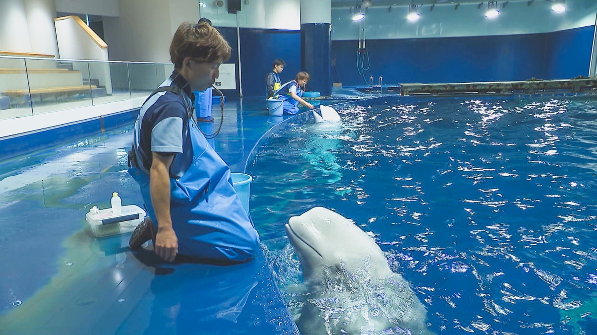 水族館の飼育員さんお仕事に密着！シロイルカの出産に初立ち合い…！｜島根県・アクアス