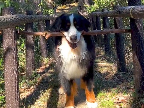 犬が『木の棒をくわえて歩いていた』結果…まさかのハプニングに『悪戦苦闘』する光景が面白いと74万再生「最高」「応援したくなるｗ」と爆笑