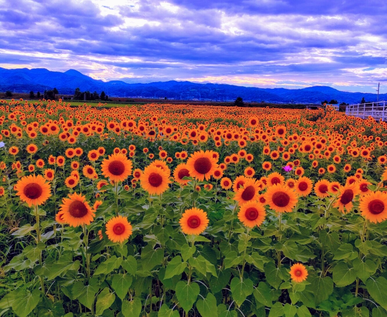 夏の疲れは想像以上！わたしは夏休み明けに◯◯になりました。