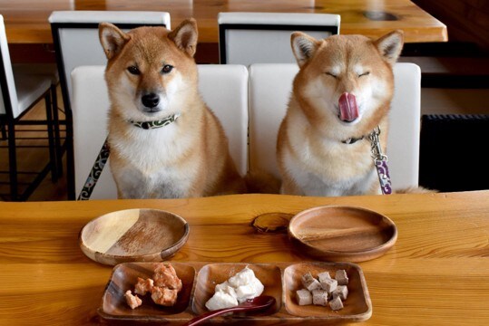 犬が好む『食材ランキング』トップ5　愛犬にメリットがある食べ物やおすすめの与え方まで