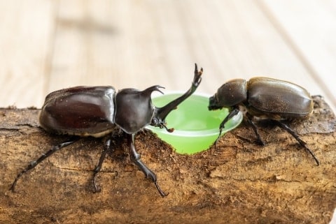 「家で飼ってるカブトムシ、増えすぎたから売っていい？」　個人が昆虫販売するのに許可は不要…注意点は？