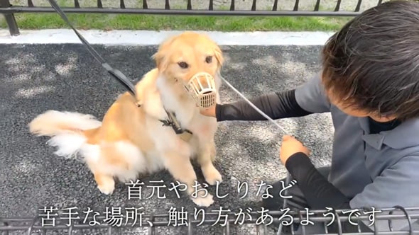 飼い主に大けがを負わせてしまった大型犬が……　トレーナーとの“本気噛み”トレーニングに「凄いの言葉しか出てこない」「涙がでました」