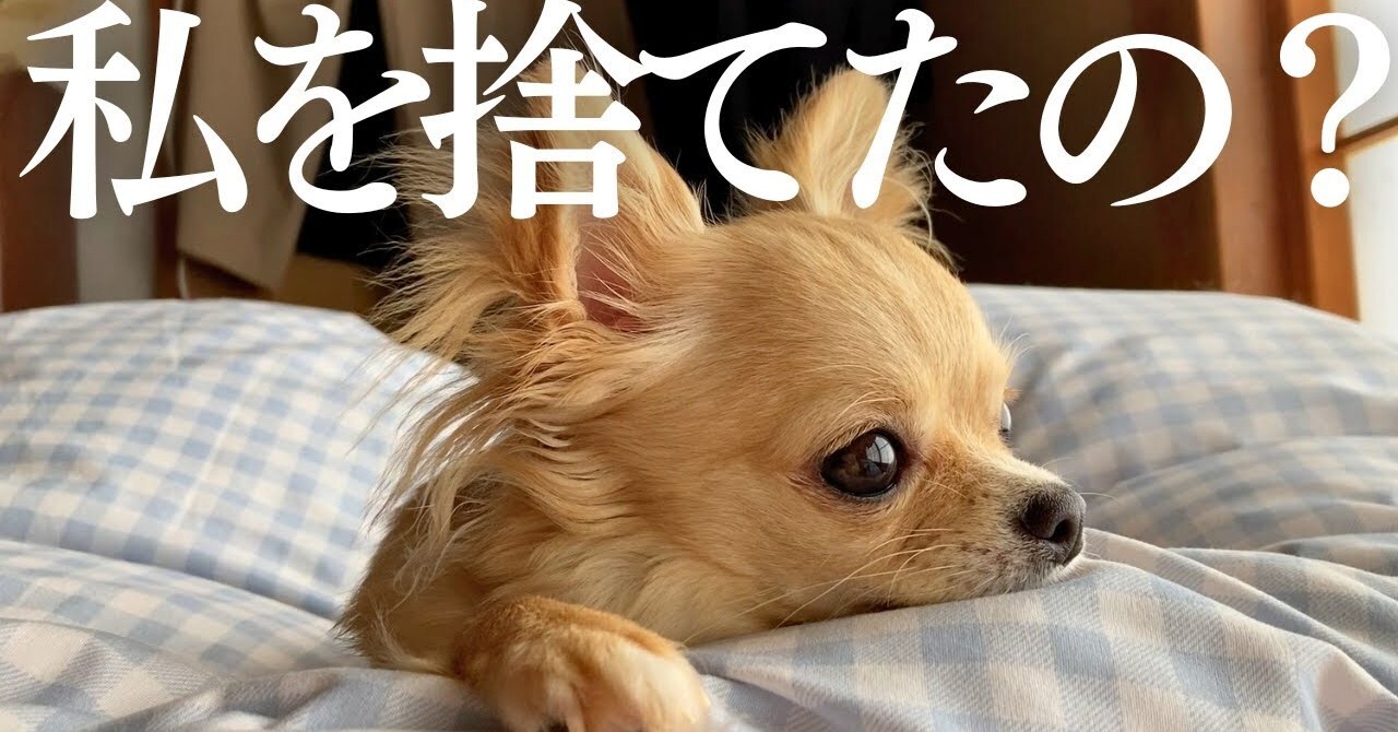 愛犬を3日間実家に預けたら、「捨てられた」と勘違いして……　飼い主を探す姿に「涙が止まりません」「よく我慢したね」