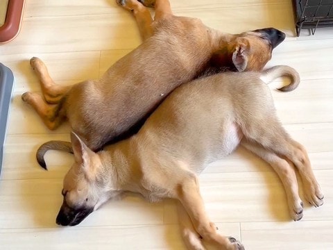 ずっと一緒だった子犬たちと『突然のお別れ』…離れ離れになる理由が感動的すぎると4万再生「出発おめでとう」「素敵」「どうか幸せに」