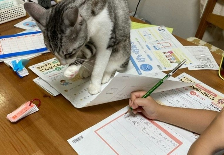 猫に宿題を邪魔される小1、手元で書いている言葉に「愛が深すぎる」母の投稿にほっこり