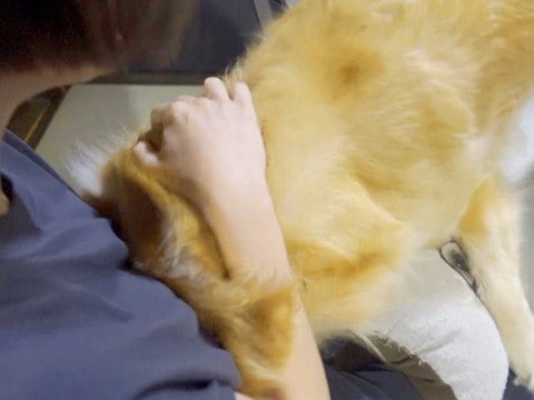 大型犬が『2時間ぶりにママと会った』結果…人間にしか見えない『まさかの反応』が80万再生「本当に泣いてる」「これだから犬って最高」