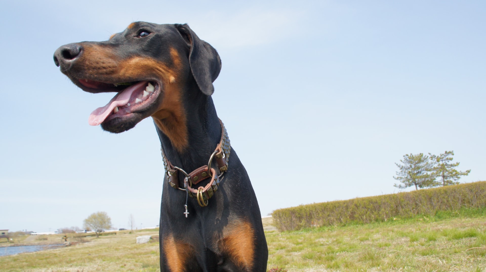 【社会人に聞いた】「守ってくれそうな犬種」ランキング！　2位は「秋田犬」、1位は？