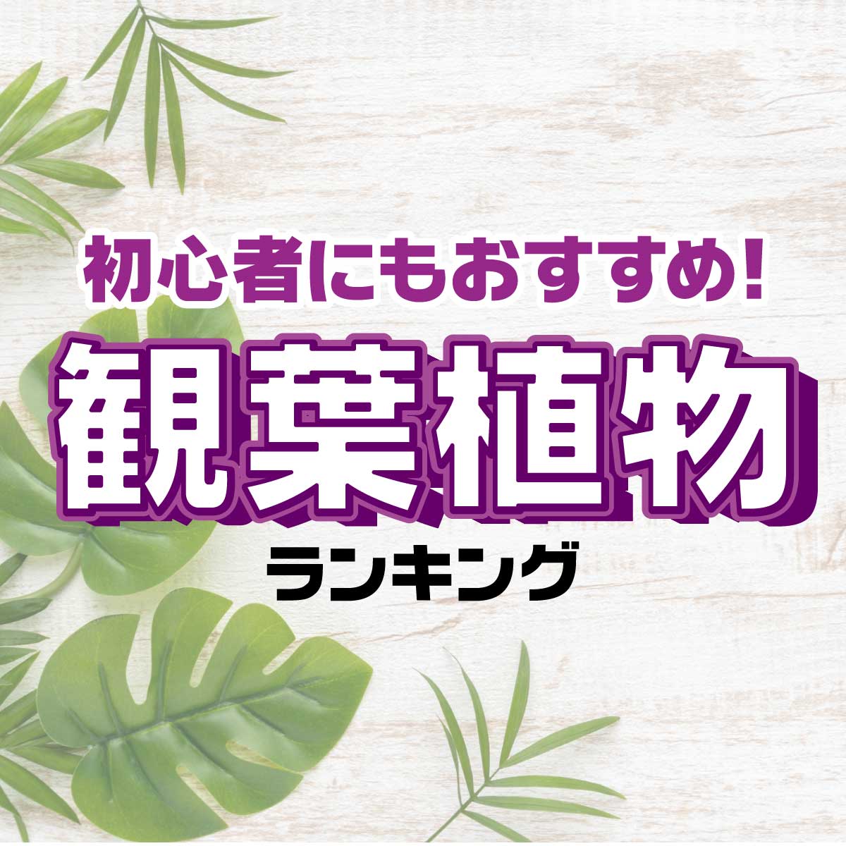 育てたい！人気の観葉植物TOP20【初心者におすすめの観葉植物も】