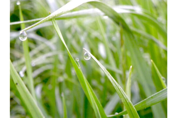 【二十四節気】9月7日《白露》秋なのに…なぜ白？ 「中秋の名月」別名⇒「芋名月」名前の由来も！