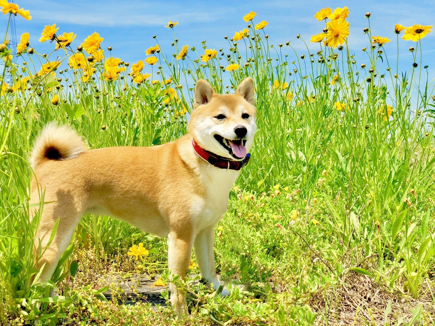 【北海道・東北在住者が選ぶ】老後に飼いたい「犬種」ランキング！　第2位は「秋田犬」、1位は？