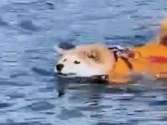 犬生で初めて泳いだ柴犬（6歳）に「速すぎて見えません」「多分気分は空を飛んでる」　ご機嫌に動く“エンジン”がかわいい