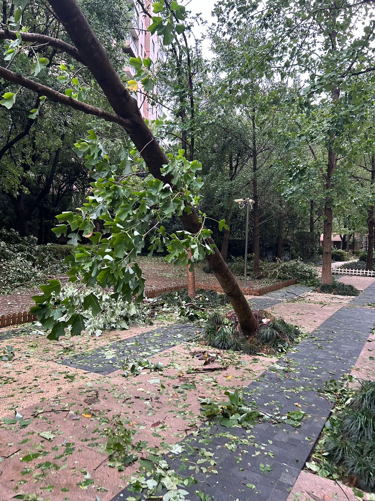 【現地から】上海に住んで初めて…75年ぶり 最強クラスの台風が上海に上陸