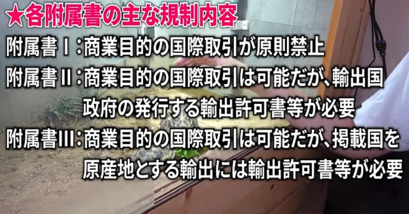 まさかの“絶滅危惧種”を飼育→4年後……　違反したら“罰金500万円”生物の貴重な記録に「めっちゃ勉強になった」「ほんとに凄い」