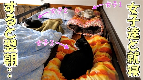 猫たちと囲まれて眠ったパパ、翌朝“体に違和感”→足元を見ると……　もん絶の光景に「腹筋崩壊しました」「たまらない」