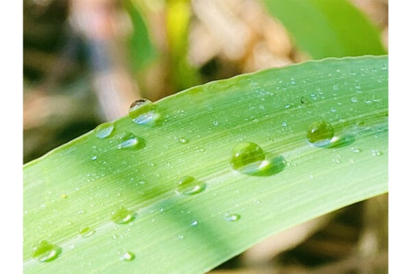 【二十四節気】10月8日の「寒露」旬の食べ物や見頃の花は？ 行事「十三夜」についても解説！