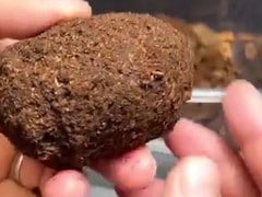 チョコエッグみたいな形の土塊を割ってみたら……　中から出てきた“驚きの生物”に「か、カッコイイ」「宝石みたい！」