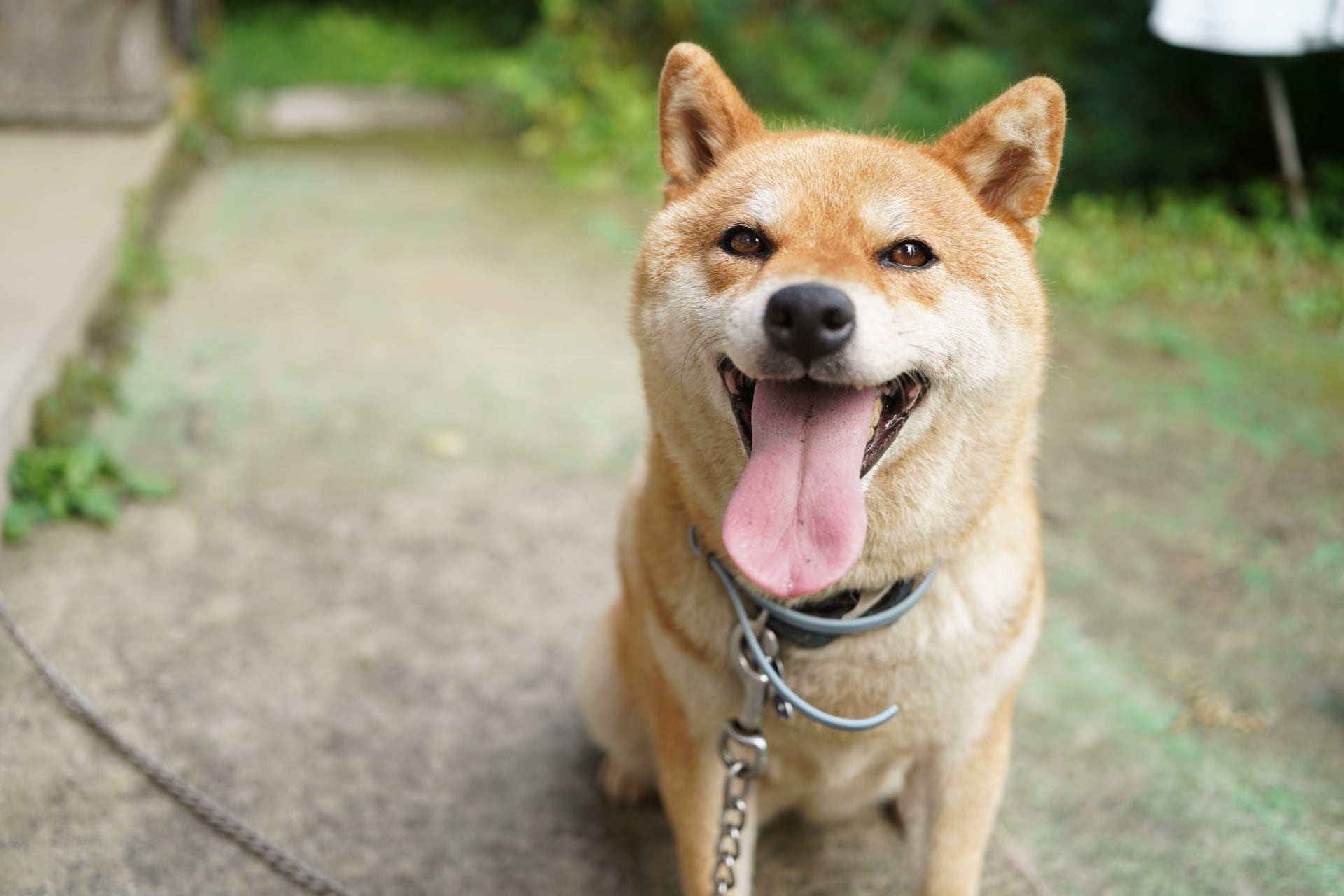 【50代が選ぶ】「生まれ変わったらなりたい犬種」ランキング！　2位は「秋田犬」、1位は？